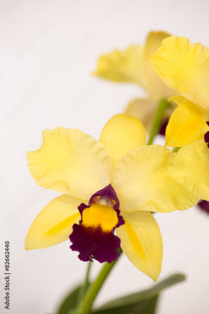 Fototapeta premium カトレアの花