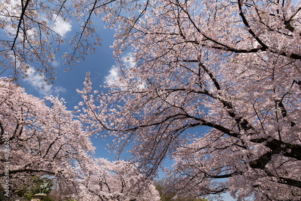 桜が満開の上野公園 桜が満開の上野公園
