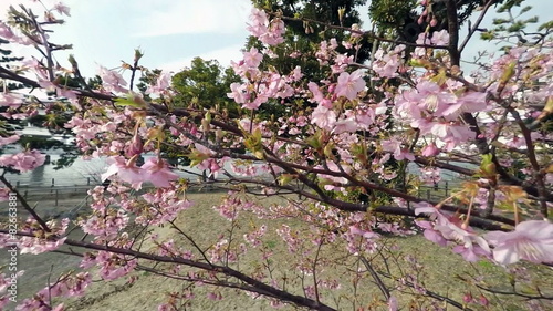 Variation of blooming cherry blossoms in blue skies. photo