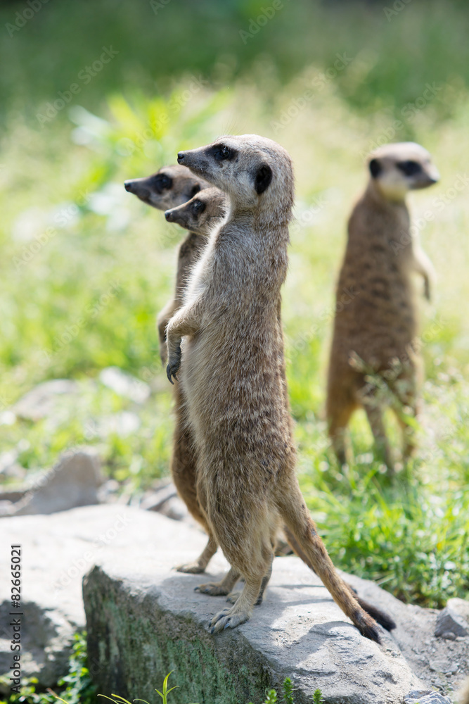 Fototapeta premium ミーアキャット