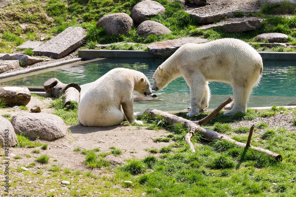 Fototapeta premium Couple d'ours blancs