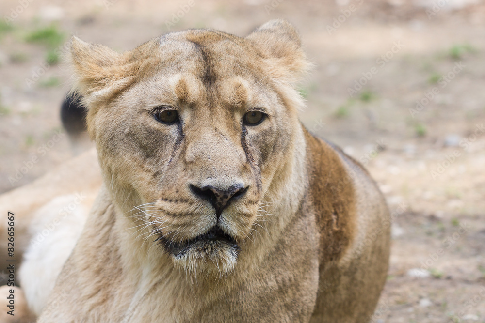 Obraz premium Lionne en gros plan