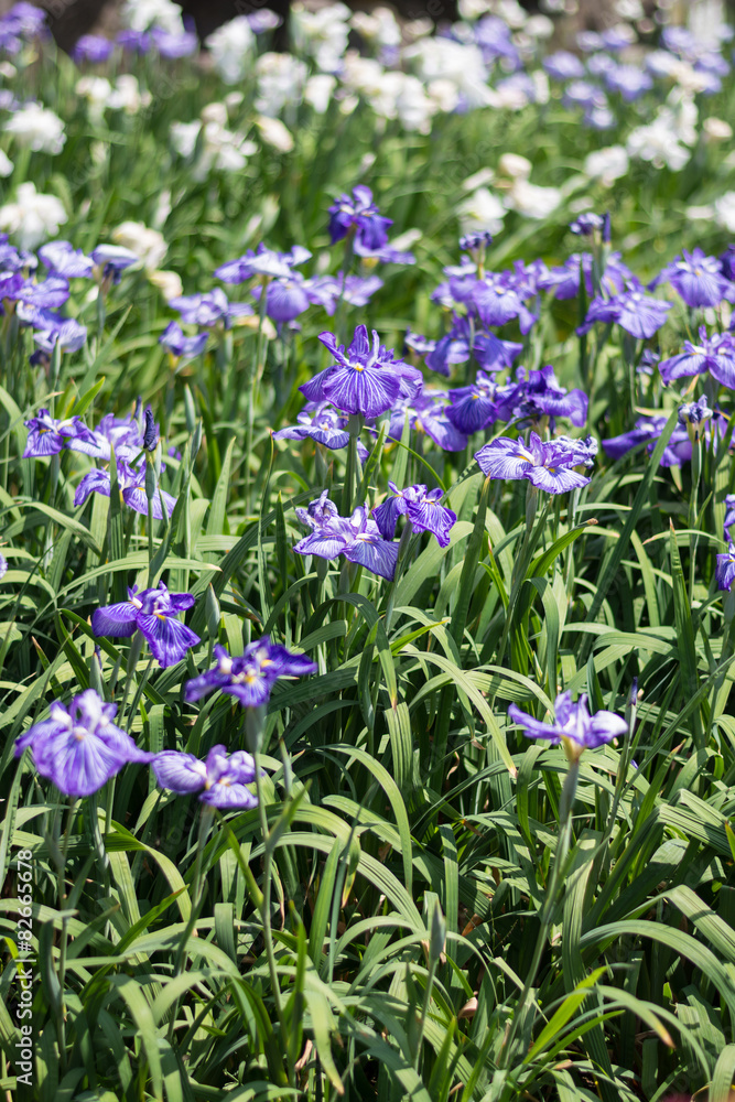 Fototapeta premium 花菖蒲