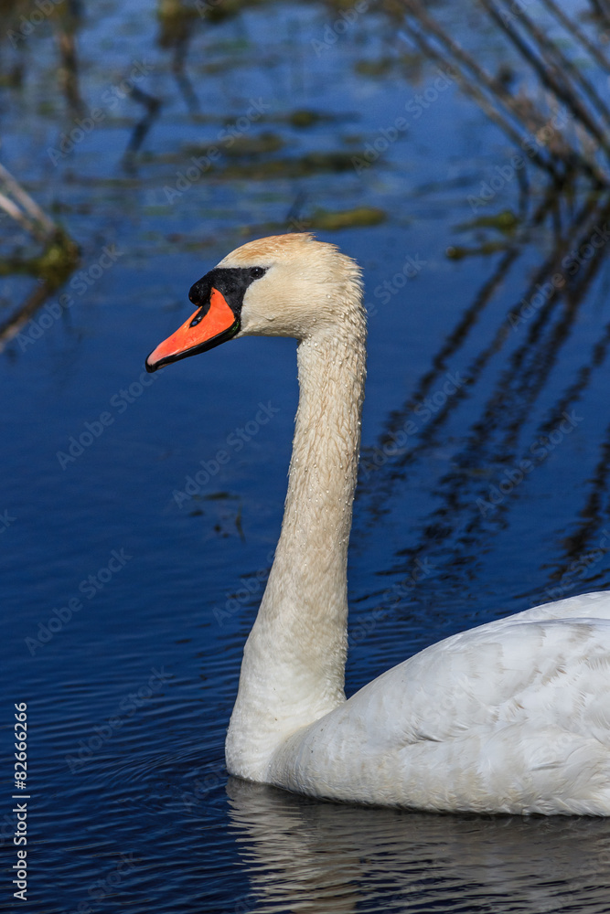 Fototapeta premium white swan