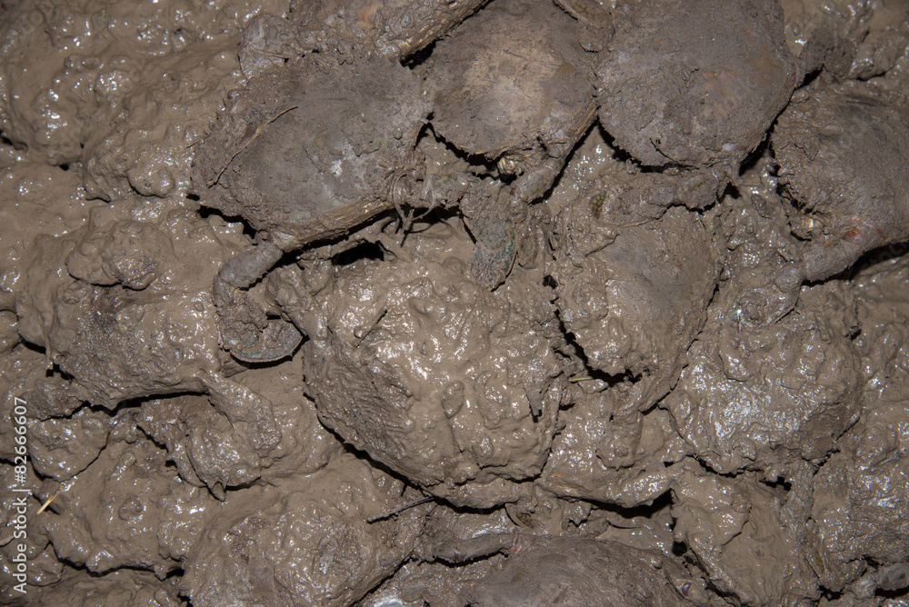 Live crabs in the mud Live crabs in the mud