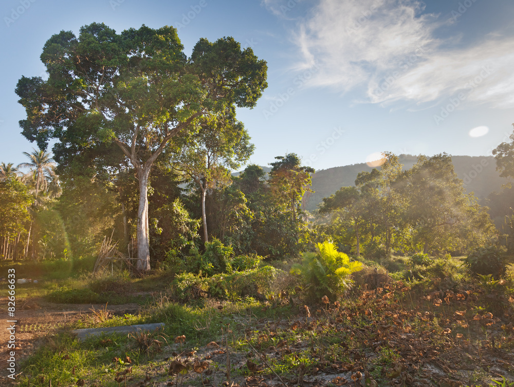 Fototapeta premium Bright forest in the canyon. Beautiful landscape