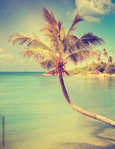 Tropical Sea Palm View