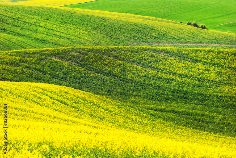 Fototapeta premium Rape waves fields