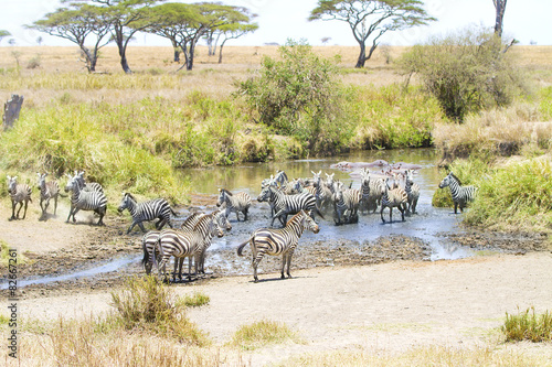 Zebras drinks water in Serengeti