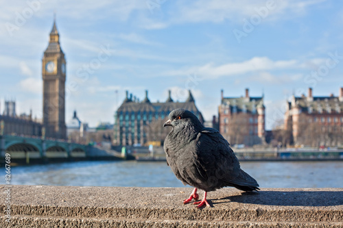 Pigeon in front of river Thames