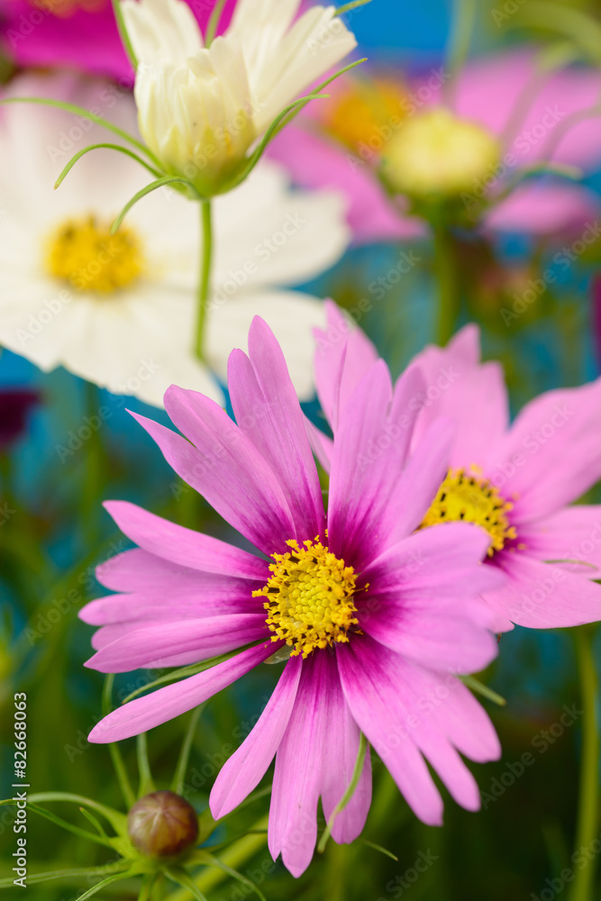 Obraz premium コスモス