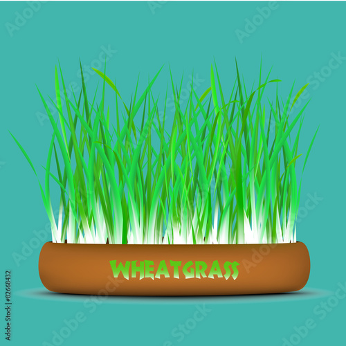 Wheatgrass in the pot