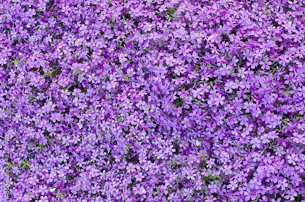 Blooming purple carnation