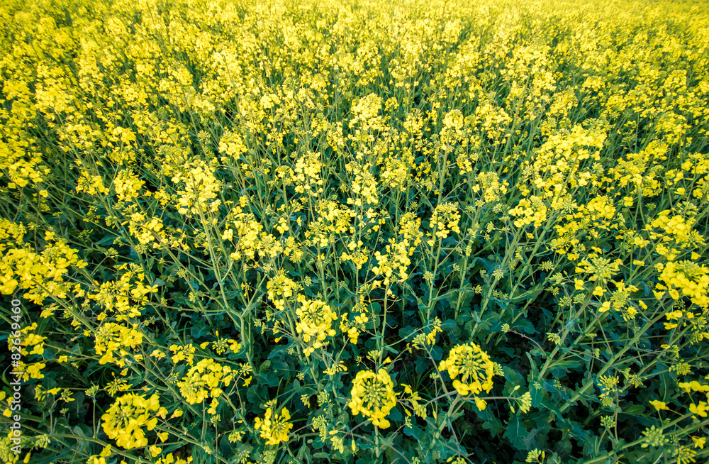 Fototapeta premium Rapsfeld