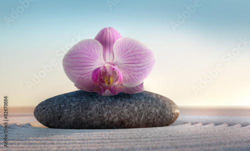 orchidea-na-kamieniu-zblizenie