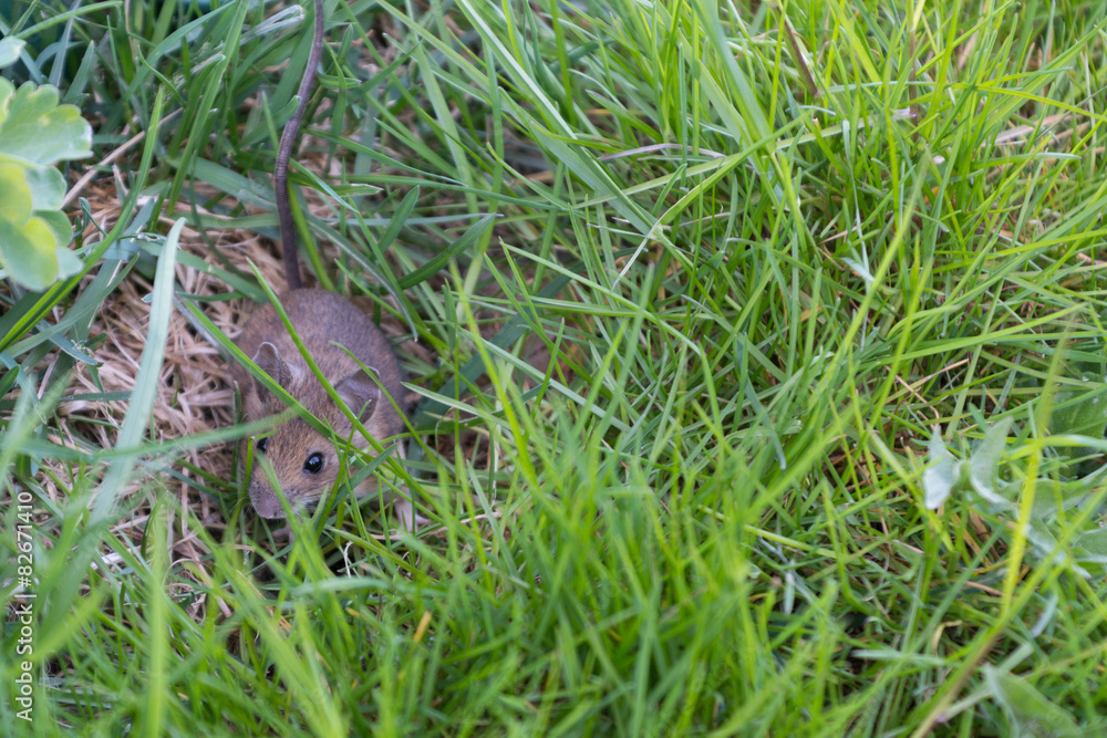 graue Maus im Gras graue Maus im Gras