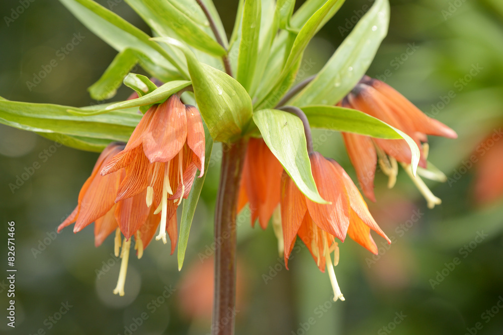 Crown Imperials, Kaiser's Crown, Fritillaria imperialis Crown Imperials, Kaiser's Crown, Fritillaria imperialis