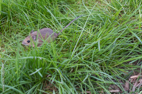 Maus auf der Wiese photo