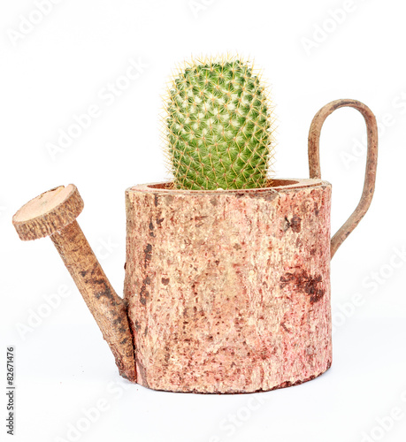 cactus in pots on White background and isolated