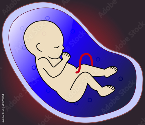 embryo in the uterus