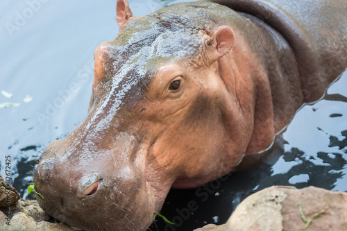 Hippopotamus this look