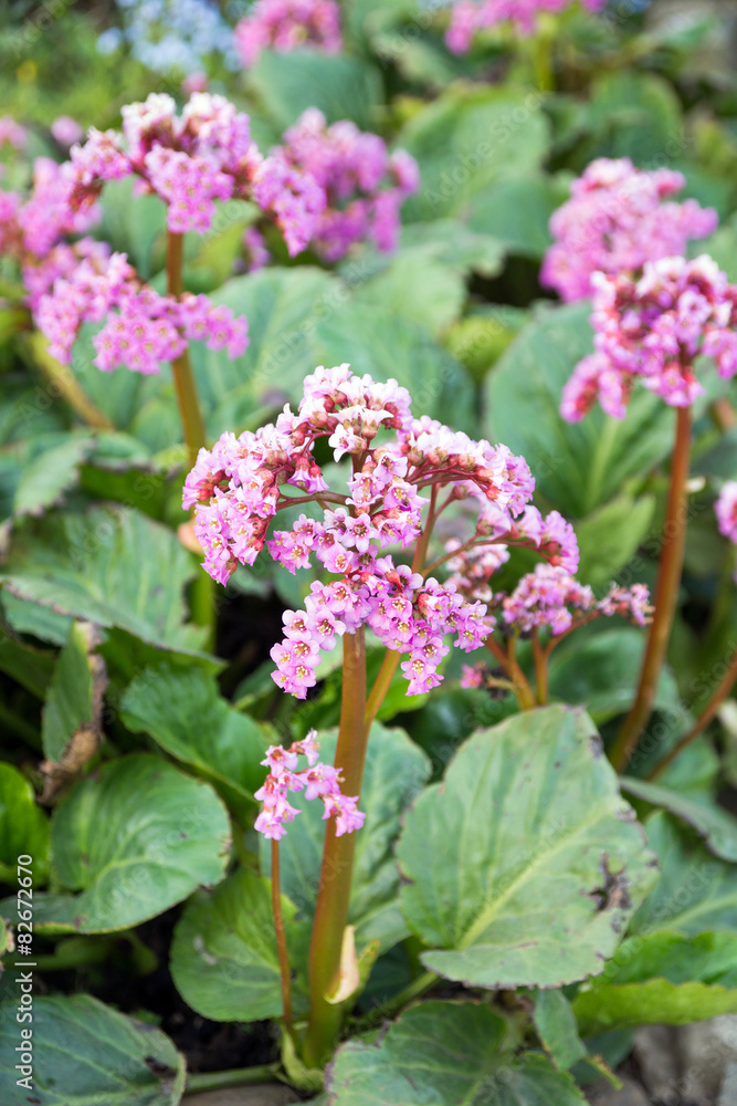 rhubarb plant / flowering rhubarb plant in a garden rhubarb plant / flowering rhubarb plant in a garden