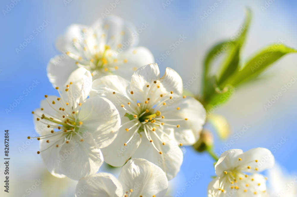 Obraz premium Piękne delikatne kwiaty kwitnącej wiśni na tle nieba