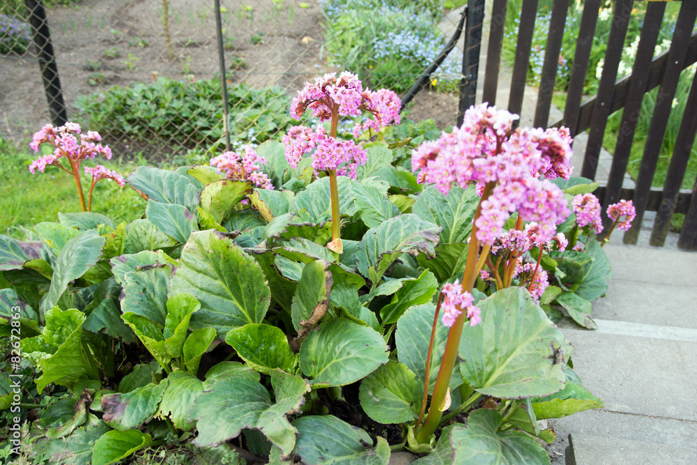 rhubarb plant / flowering rhubarb plant in a garden rhubarb plant / flowering rhubarb plant in a garden