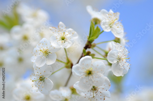 Piękne delikatne kwiaty kwitnącej wiśni na tle nieba © Darios