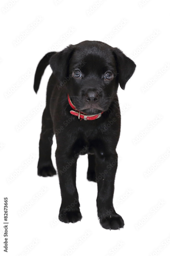 isolated black labrador puppy