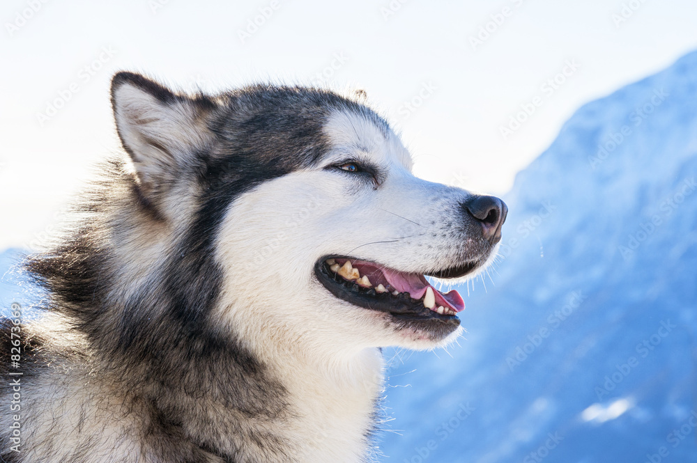 Alaskan Malamute Alaskan Malamute