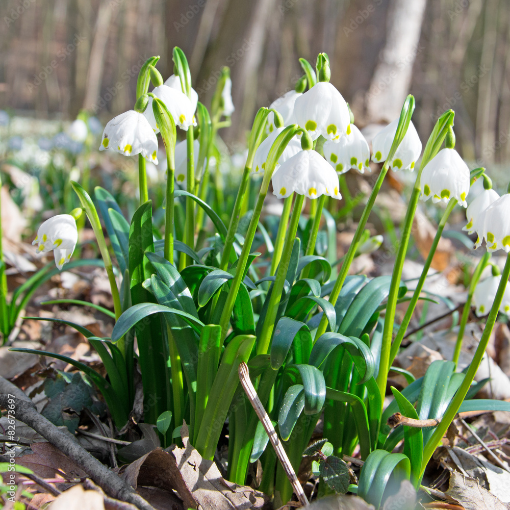 Obraz premium Märzenbecher