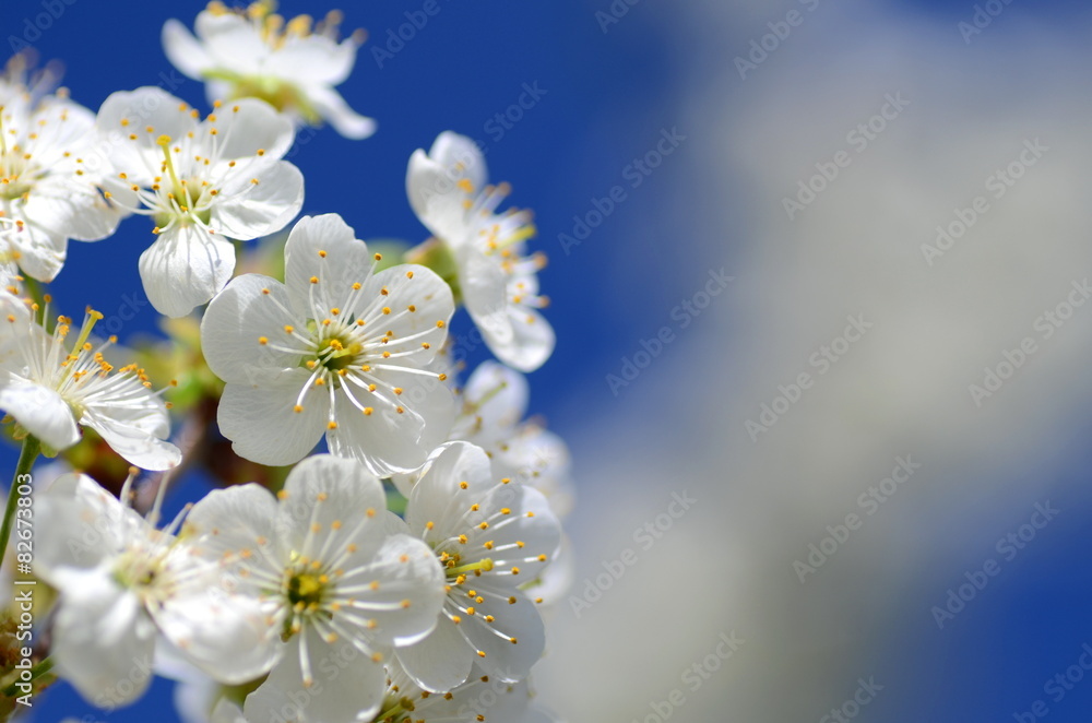 Piękne delikatne kwiaty kwitnącej wiśni na tle nieba - obrazy, fototapety, plakaty 