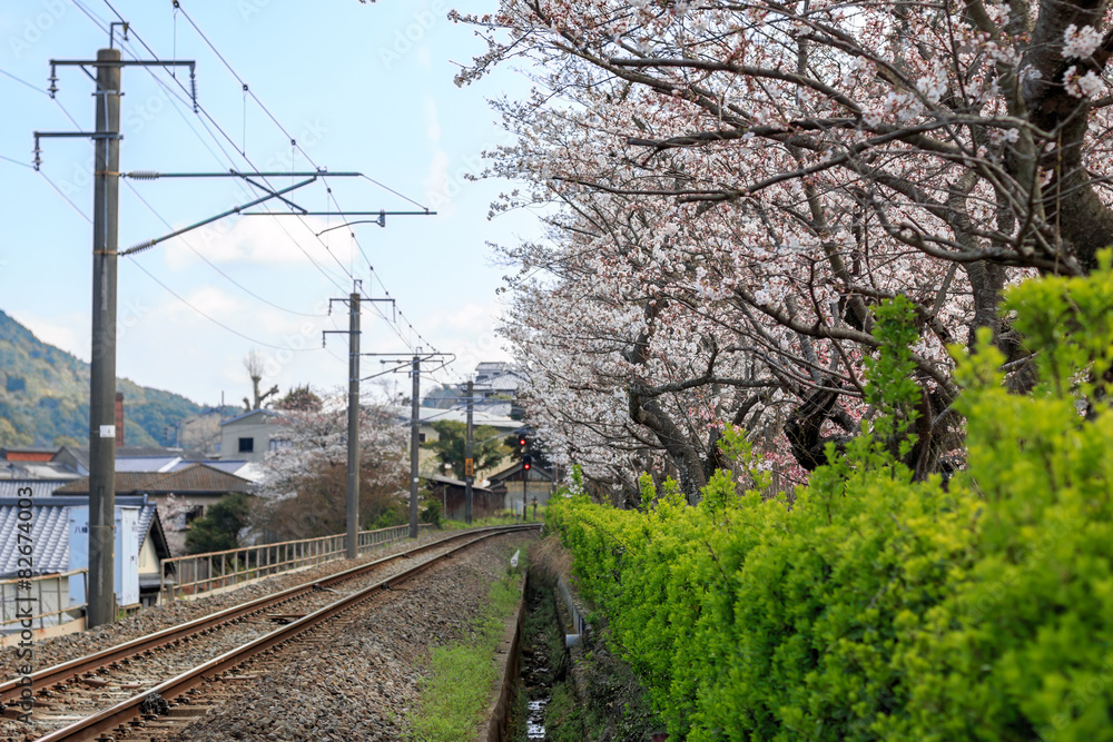 Fototapeta premium 桜と線路