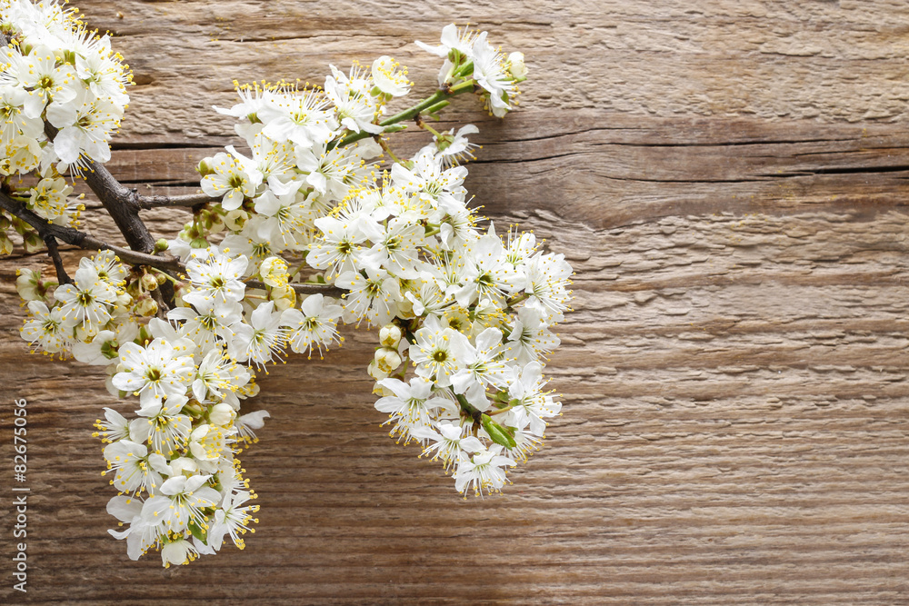 Cherry blossom on wood Cherry blossom on wood