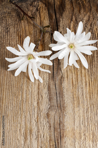 Magnolia flower on wood