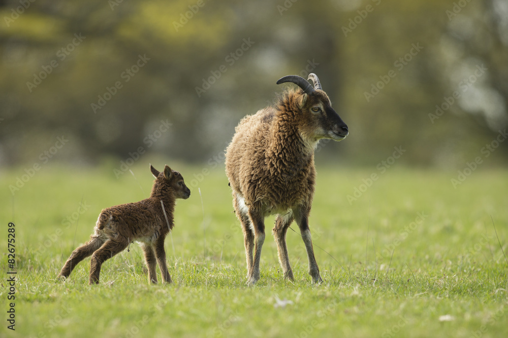 Soay - Ovis aries