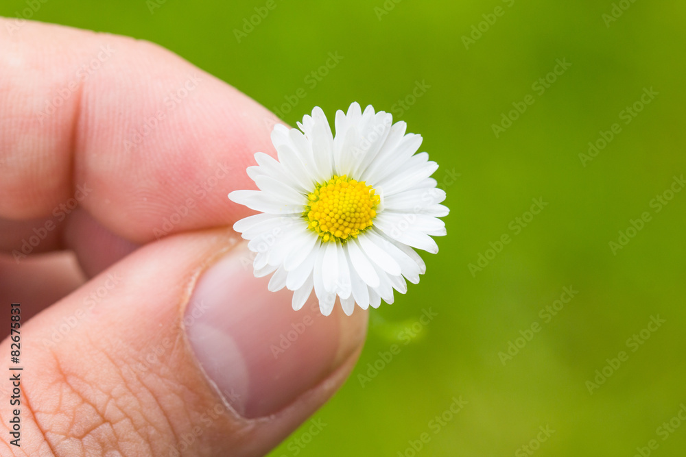 Daisy Between Fingers Macro With Green Background Daisy Between Fingers Macro With Green Background