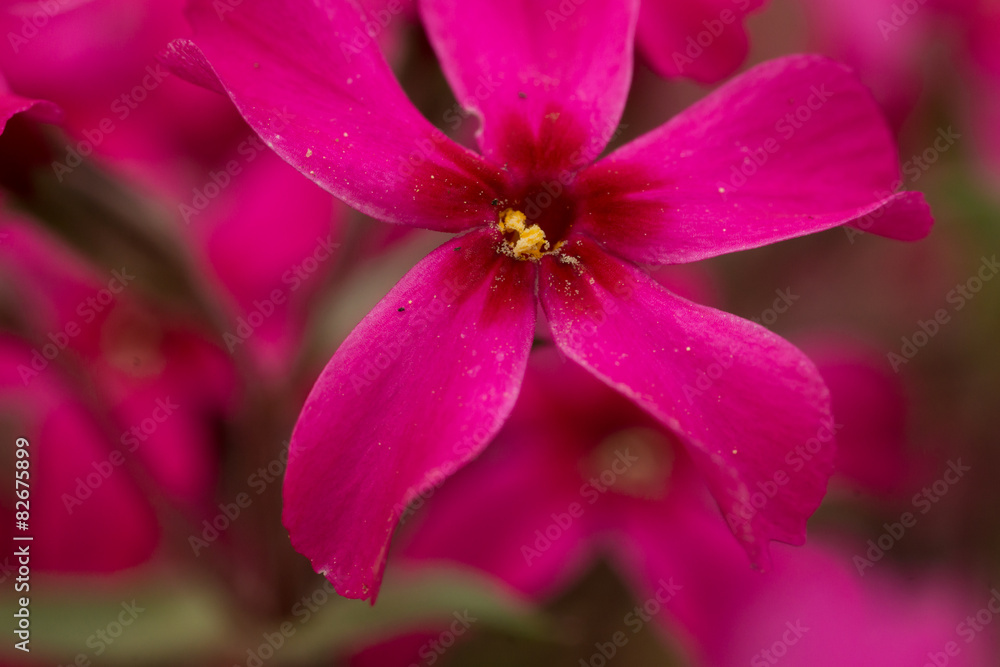Polsterphlox