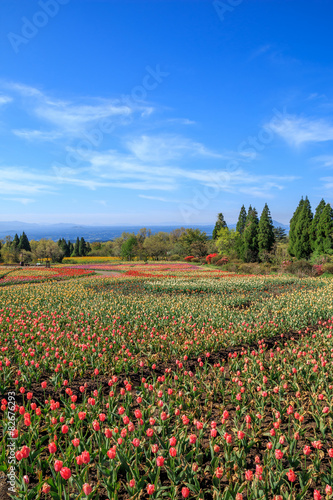 チューリップ畑と青空 © TOMO
