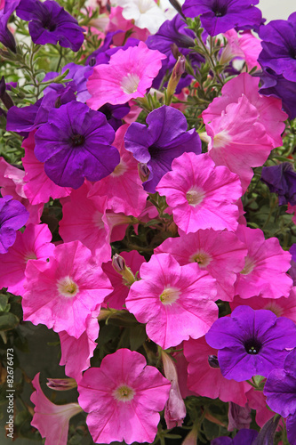 Fototapeta Naklejka Na Ścianę i Meble -  Géranium lierre rouge
