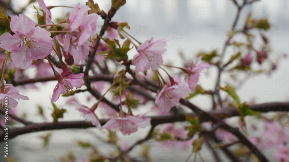 Variation of blooming cherry blossoms in blue skies. Variation of blooming cherry blossoms in blue skies.