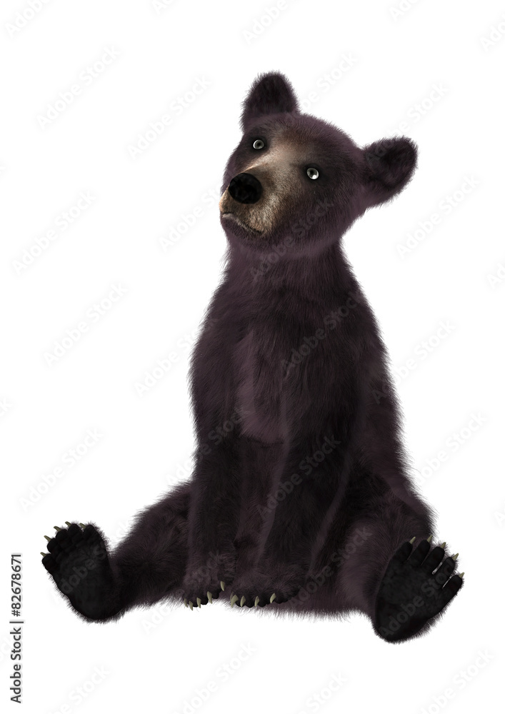 Obraz premium Black Bear Cub