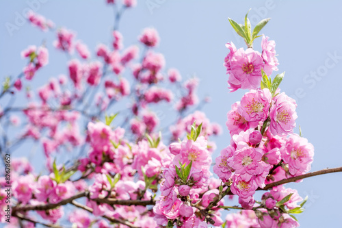 空をバックにピンクの花桃の花 © varts