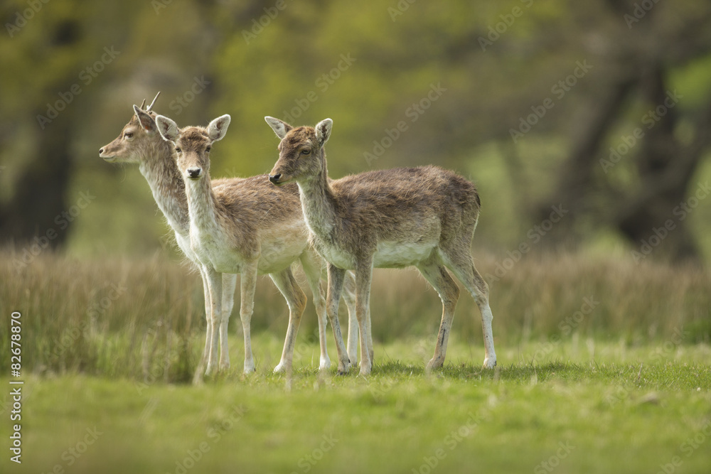 Fallow deer - Dama dama Fallow deer - Dama dama