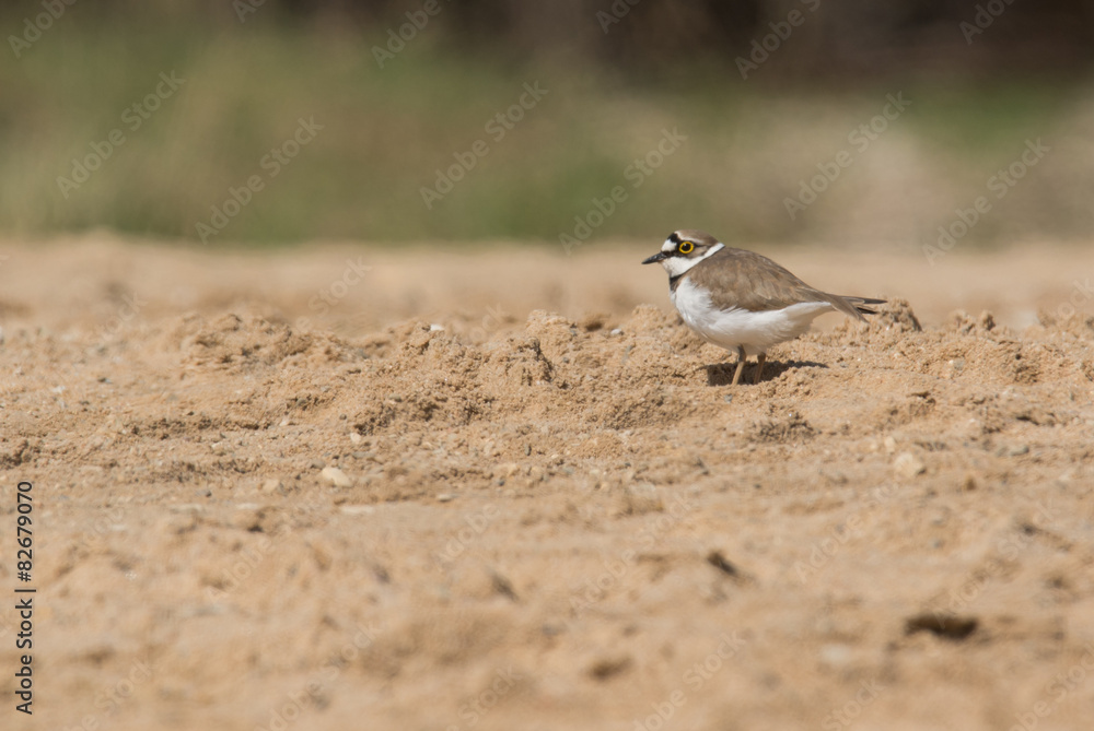 Flussregenpfeifer (Charadrius dubius) Flussregenpfeifer (Charadrius dubius)
