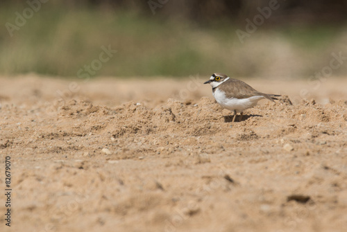 Flussregenpfeifer (Charadrius dubius)