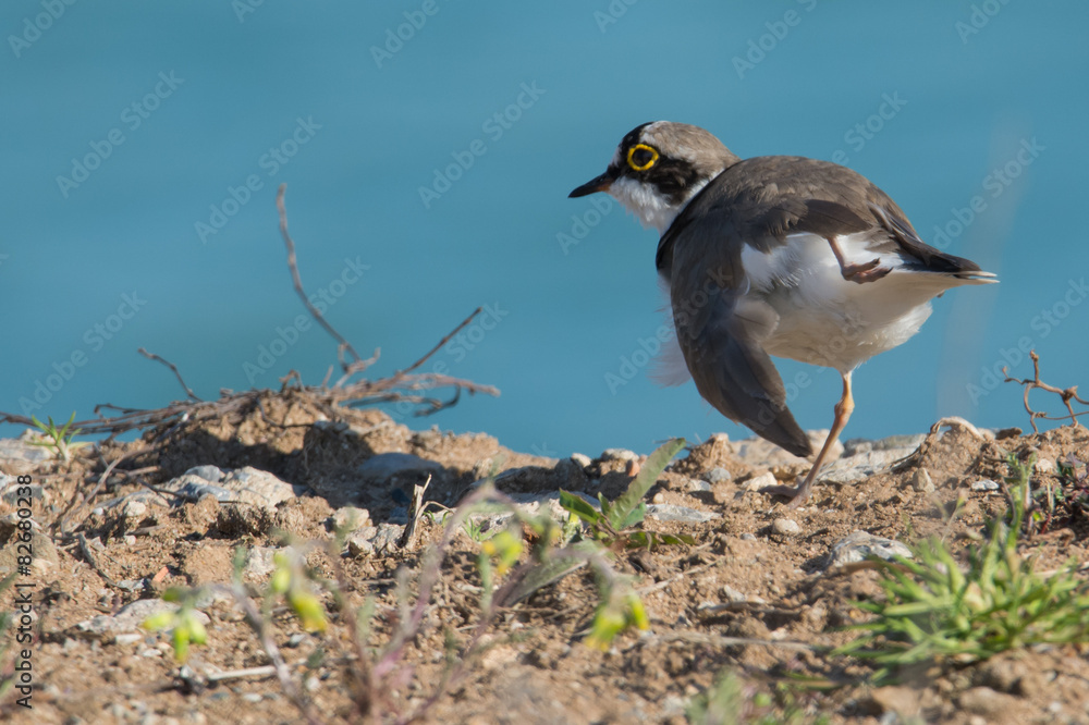 Flussregenpfeifer (Charadrius dubius) Flussregenpfeifer (Charadrius dubius)