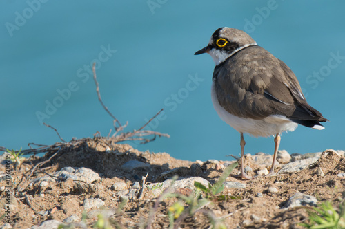 Flussregenpfeifer (Charadrius dubius)