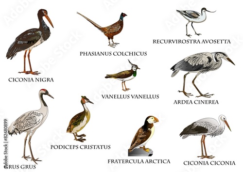 Vögel in Europa